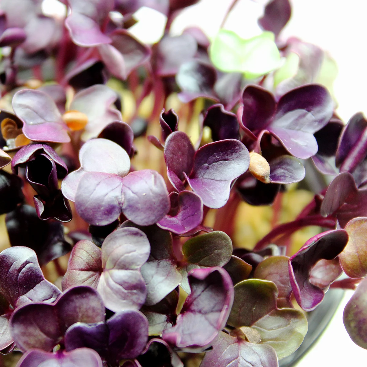 Spicy Radish Mix