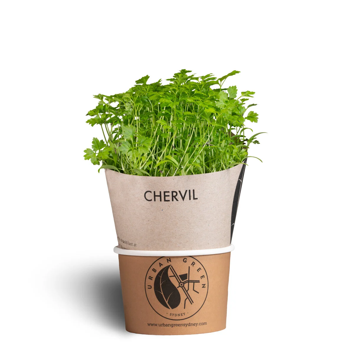 Chervil_pot.jpg