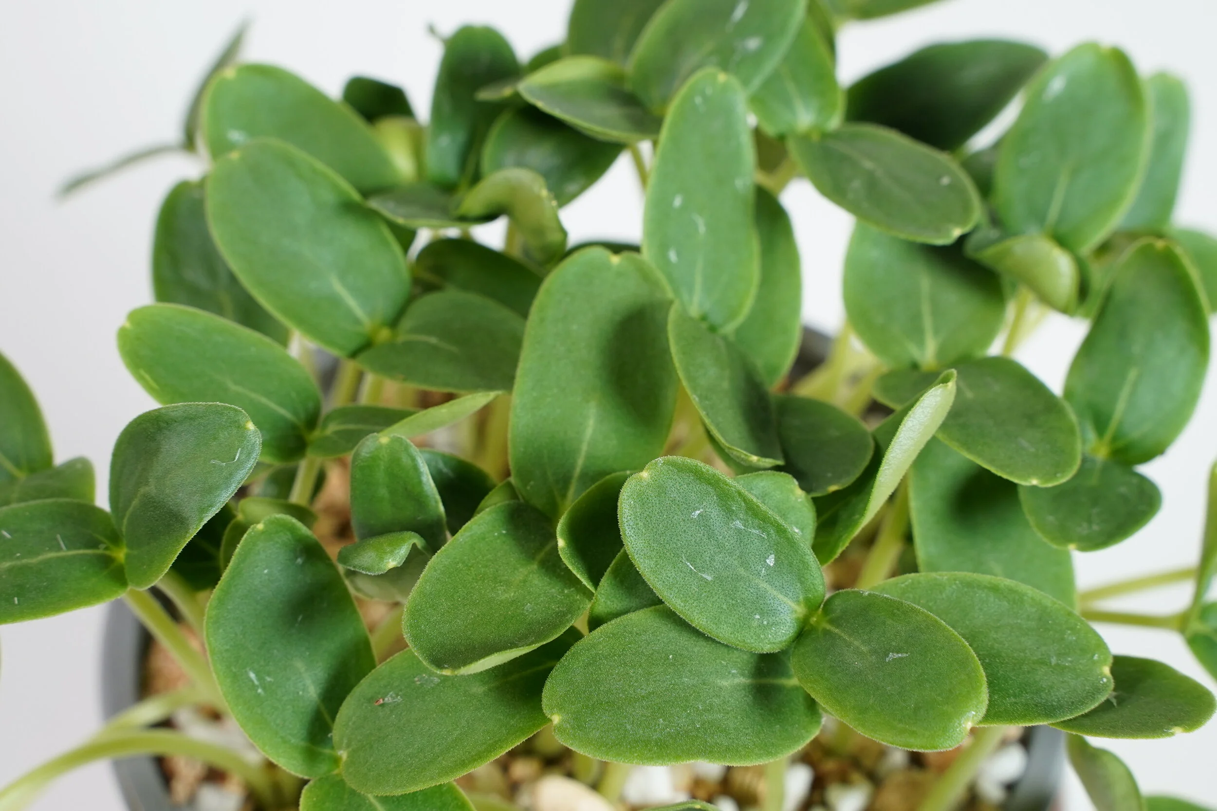 microcoriander00019.JPG