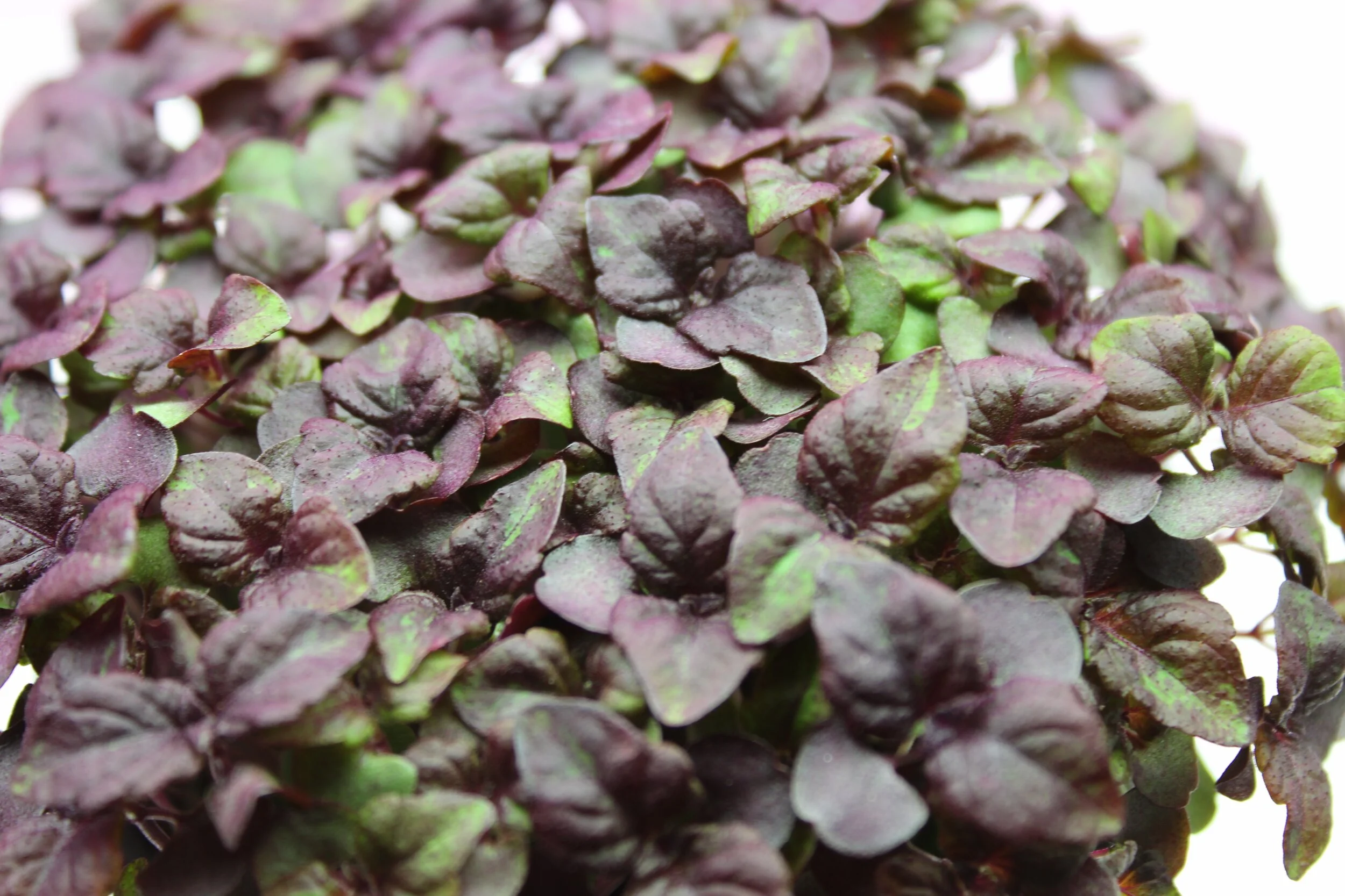 Shiso2.jpg