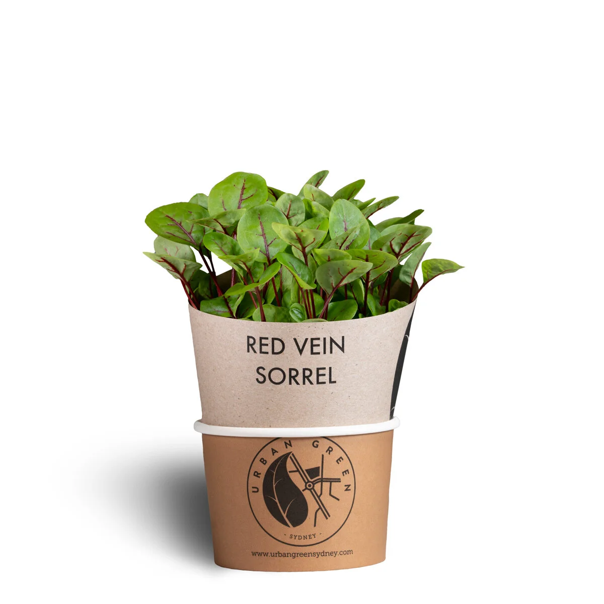 Red_vein_sorrel_pot.jpg