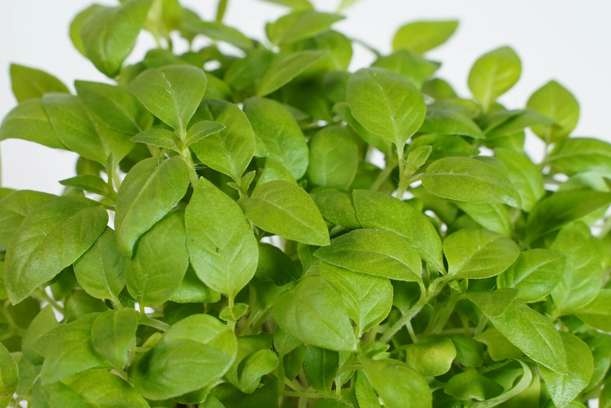 babybasil00016.JPG