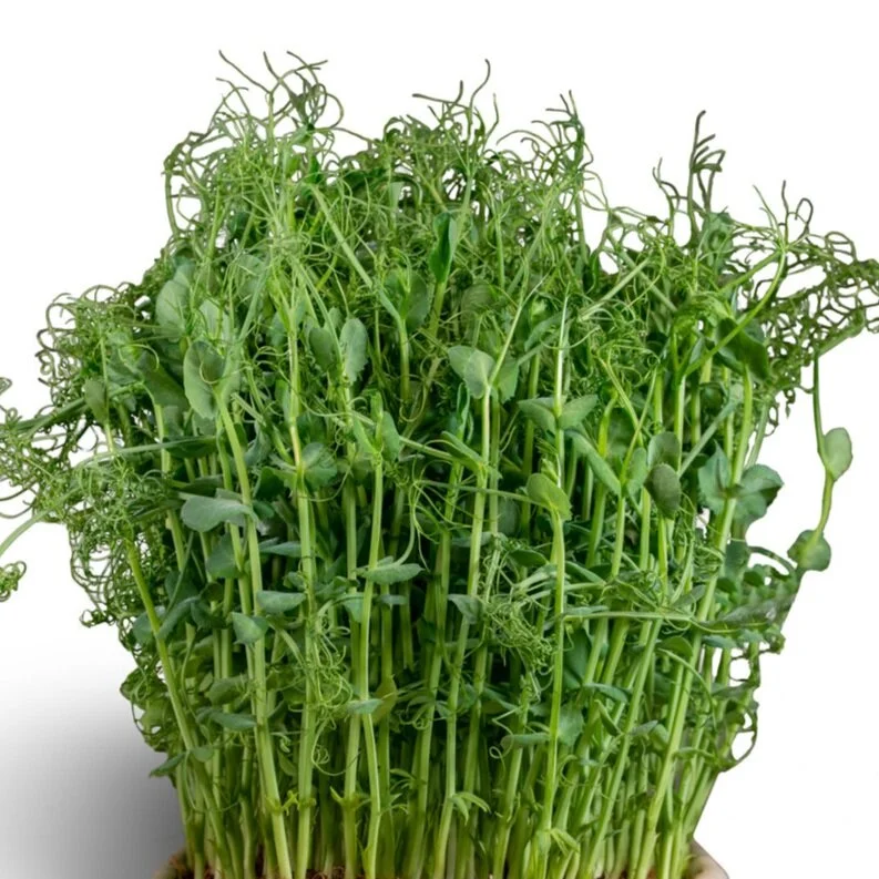 big+_pots_1.jpg