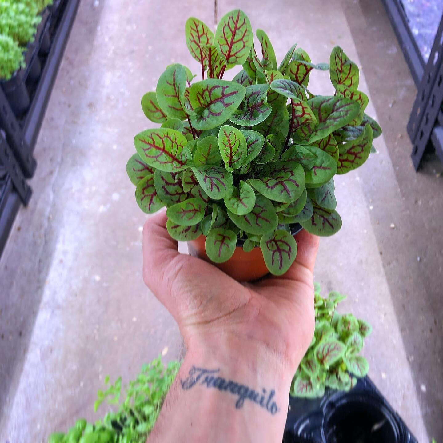 &ldquo;Mmmmm&hellip; Tangy!&rdquo; 
That&rsquo;s how @costasworld described Red Vein Sorrel when he tried ours in 2019. He wasn&rsquo;t lying! I explained to him why, for me, it is such an amazing Microgreen despite losing some of its popularity with
