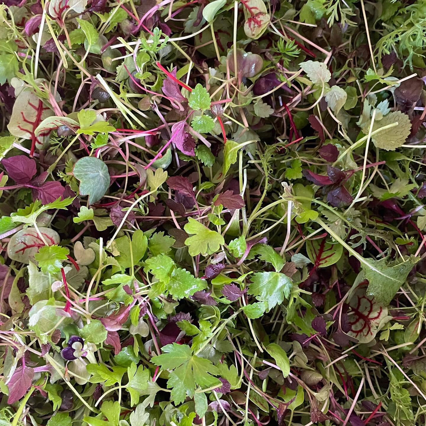 Micro Salad mix anyone? Our mix was getting pretty popular before lockdown 2.0! 

We are using the downtime right now to take a look at our processes and how we can make them better. One of those processes is the pre-cut mix. After a few failed attem