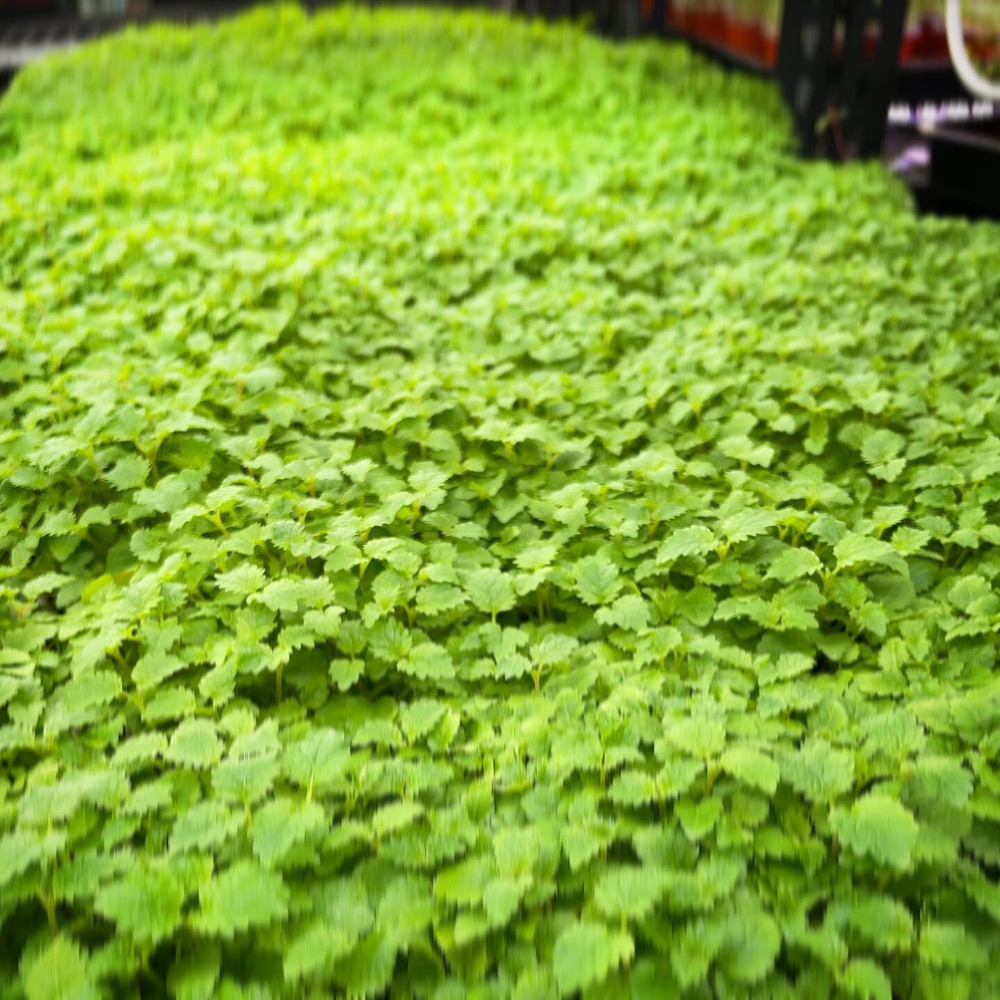 Mighty Melissa! The lovely lemon balm aka Melissa Officinalis is a native of the mint family, and just like mint is said to relieve symptoms or anxiety and stress (doesn&rsquo;t work for me though🙃)

What it does do for me, is remind me when I smell