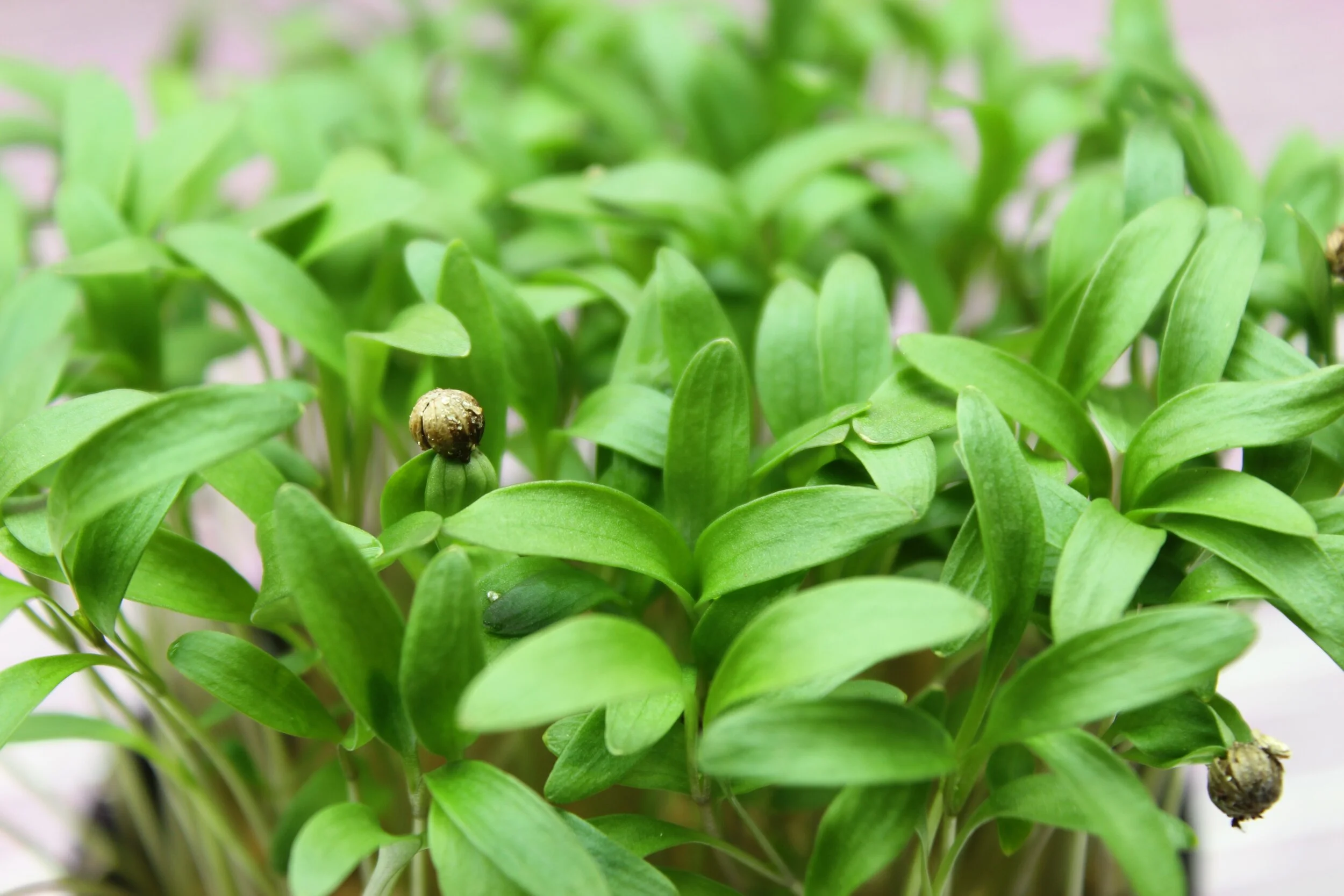 Micro Coriander .jpg