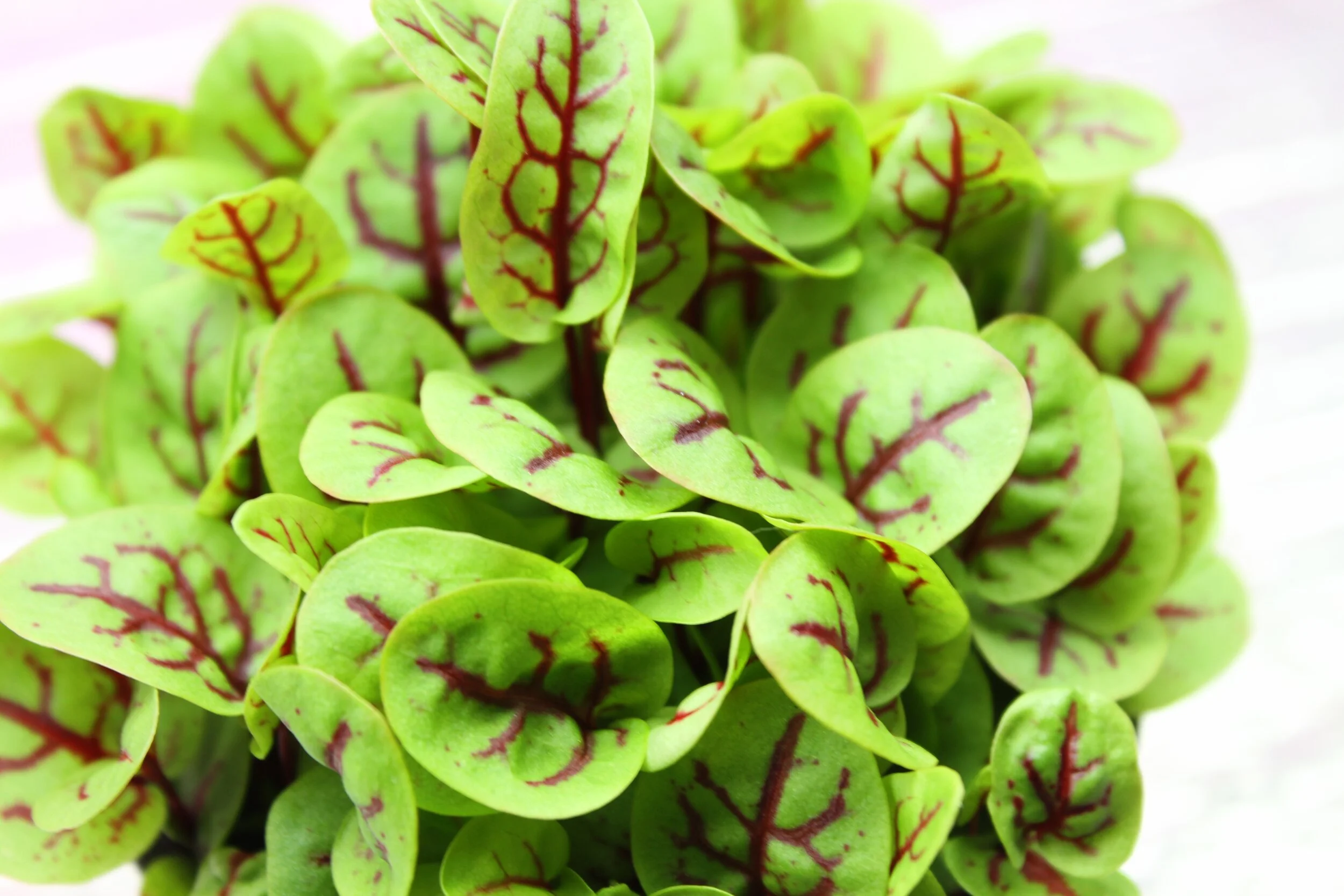 Red Vein Sorrel1.jpg