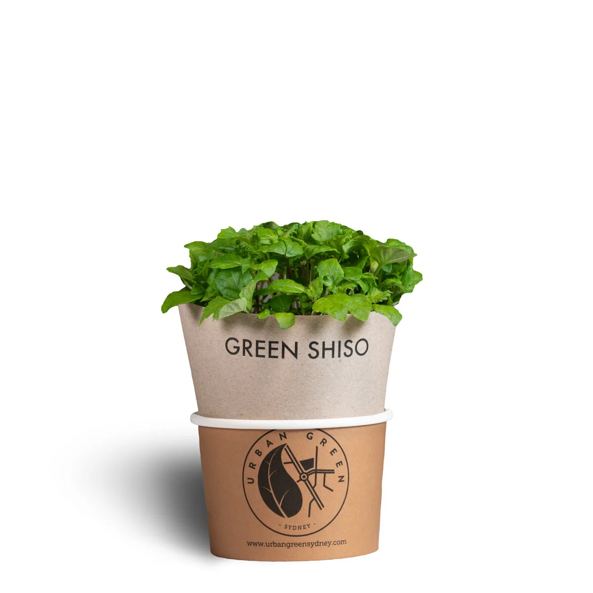 Green_shiso_pot.jpg