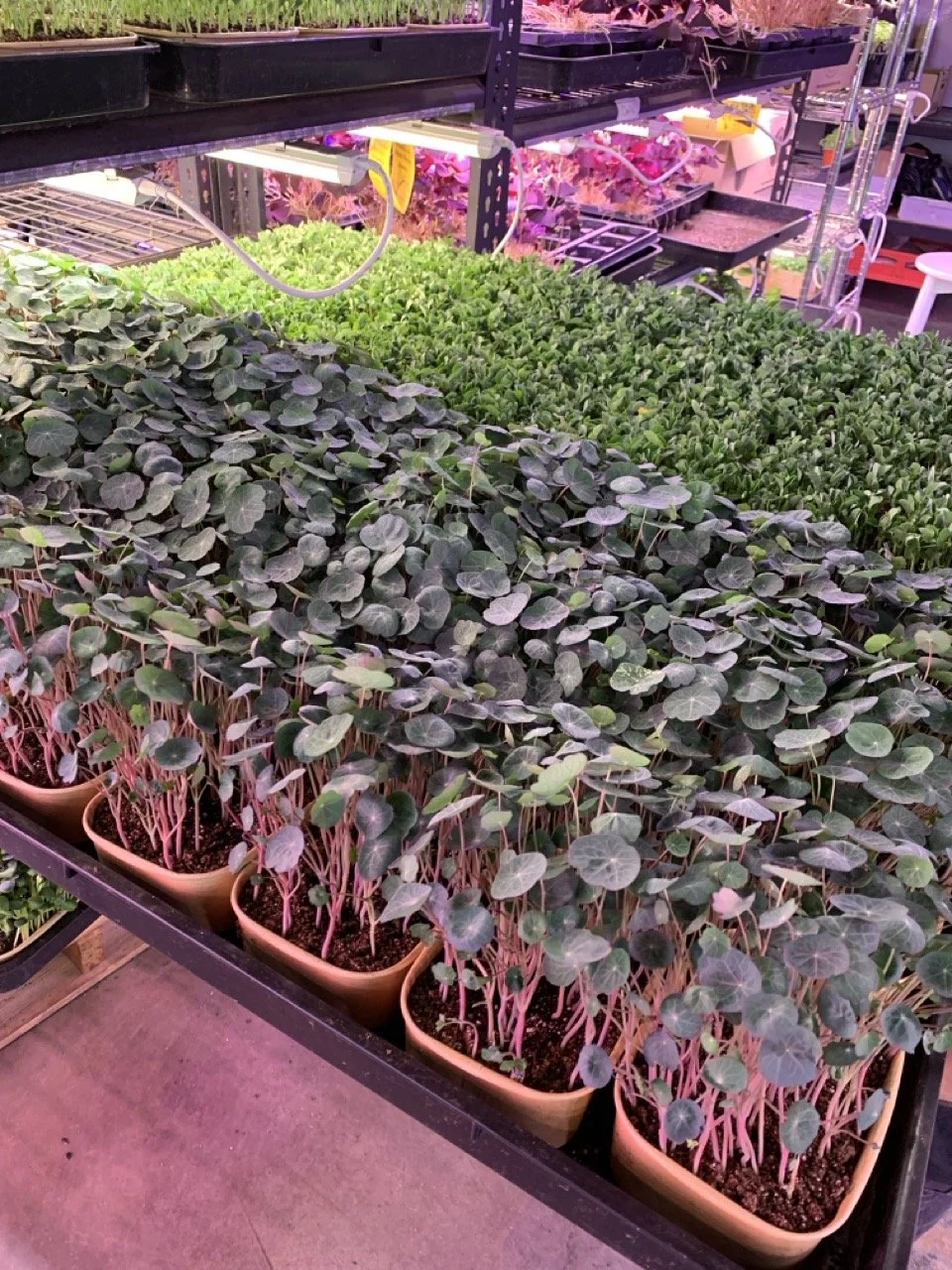 IMG_4841 – stort.jpeg