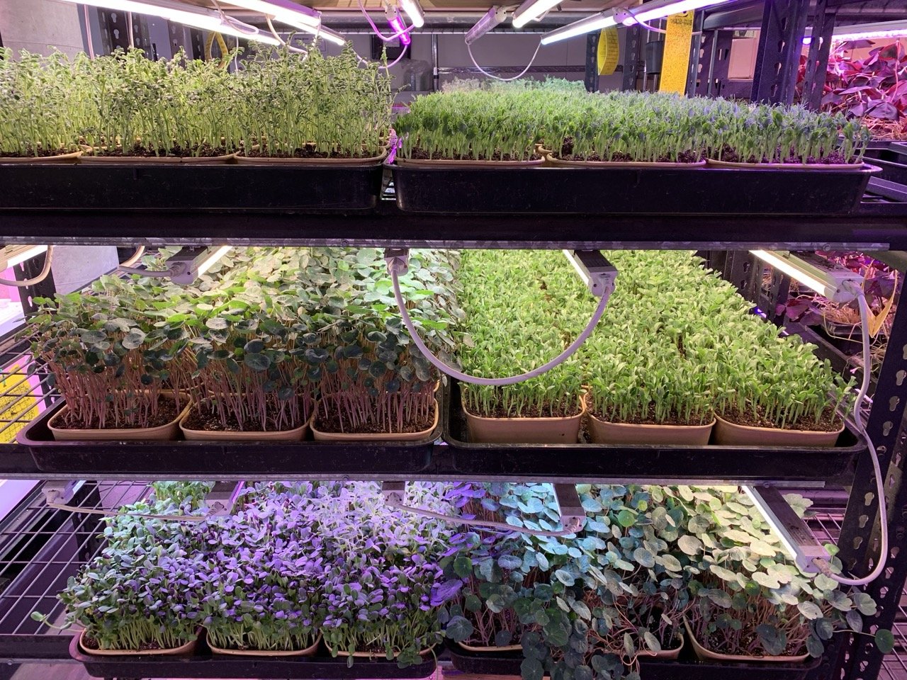 IMG_4834 – stort.jpeg