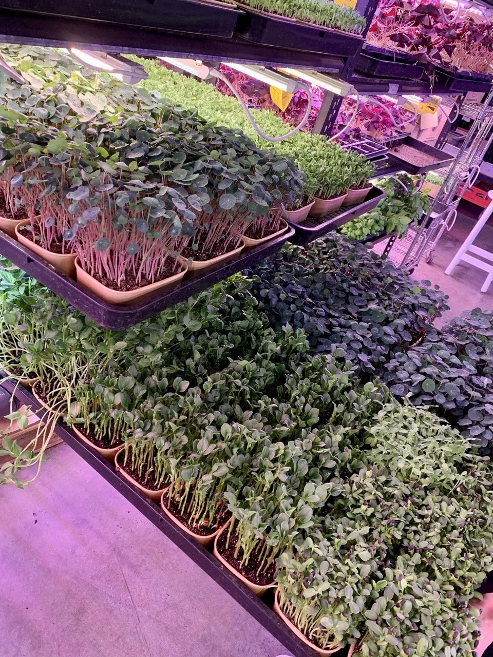 IMG_4845 – stort.jpeg