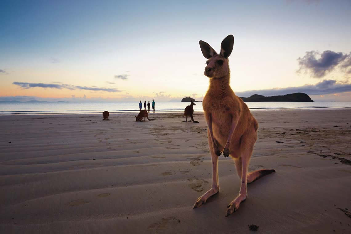 We have kangaroo's on the beach. How could you resist beach kangaroo's?