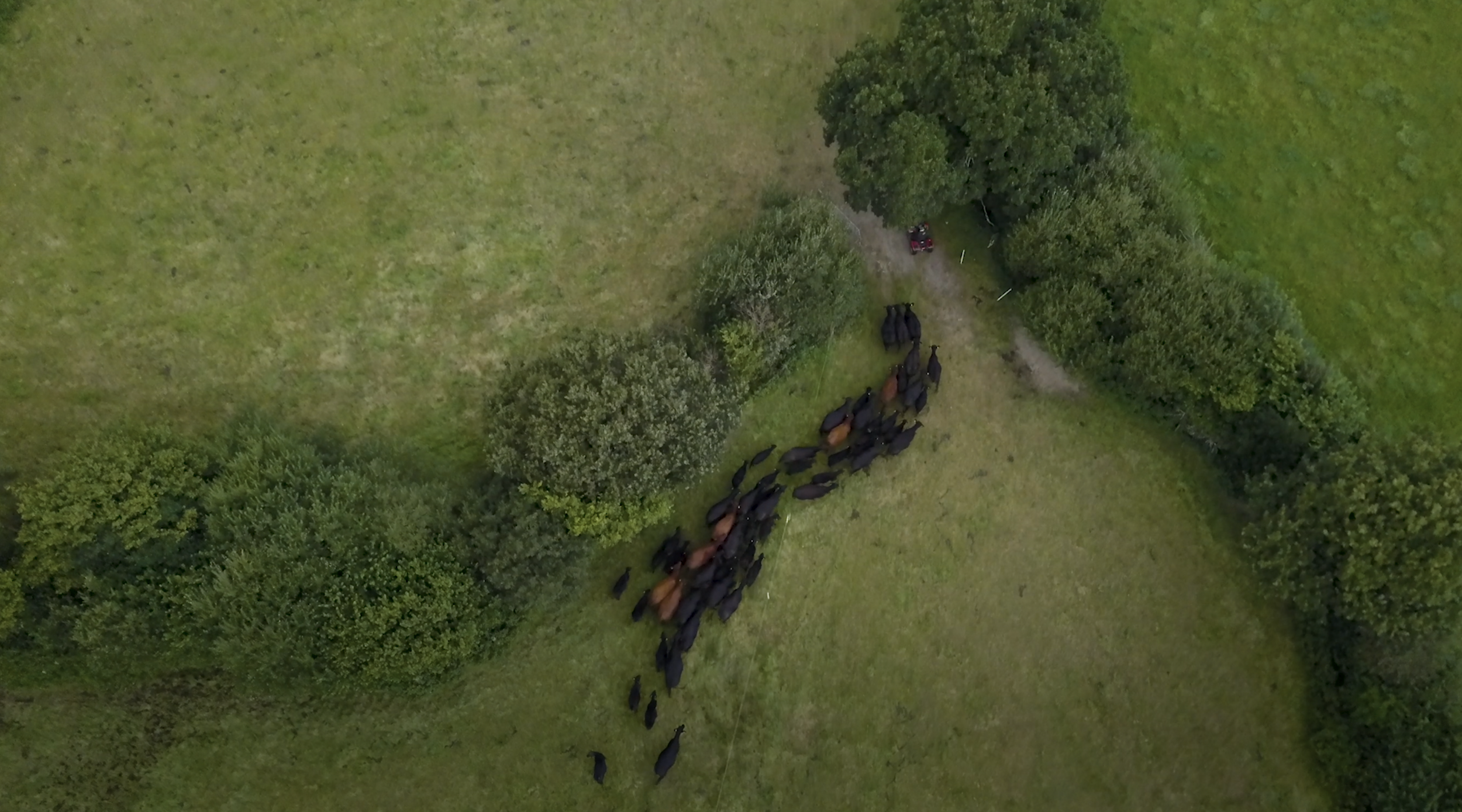 DRONE COWS.png