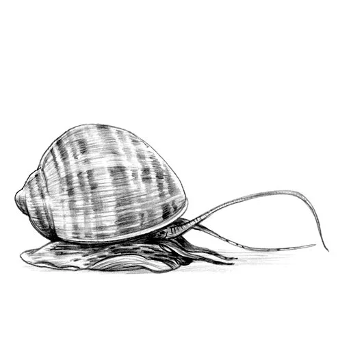 7 Pomacea maculate.jpg