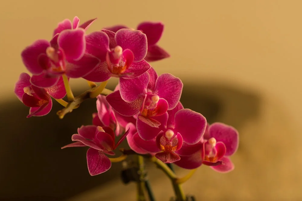 _DSC9879.jpg