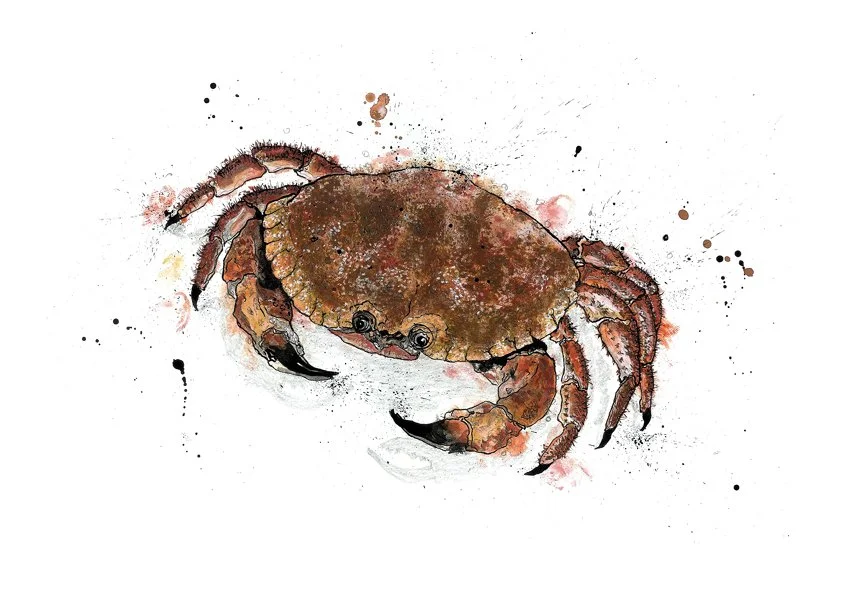 shop-emma-dibben-illustration