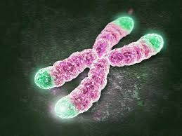 telomeres1.jpeg