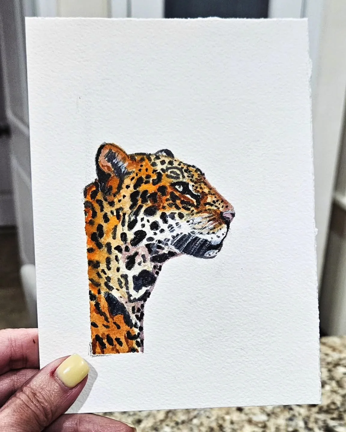 Leopard