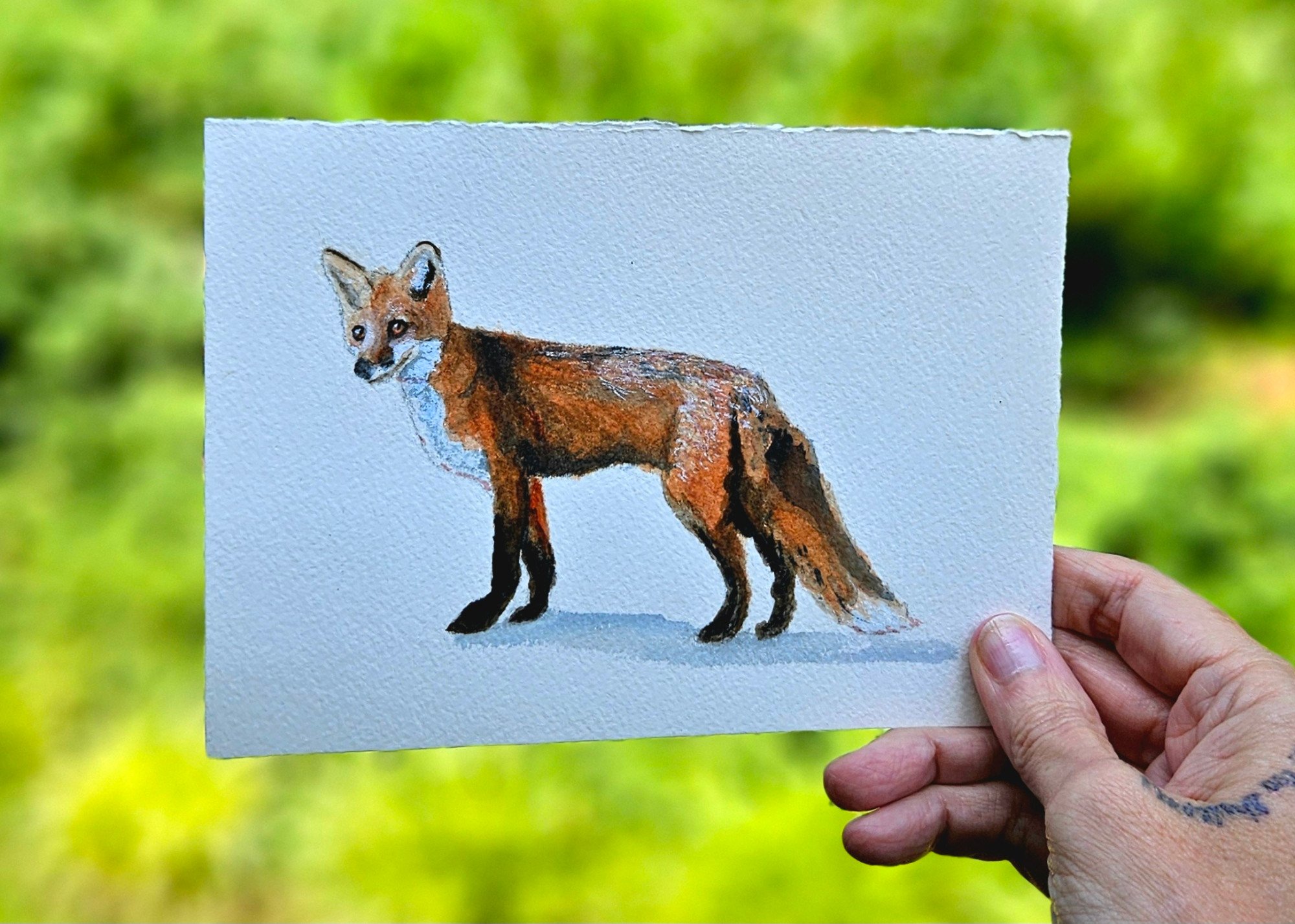 Fox