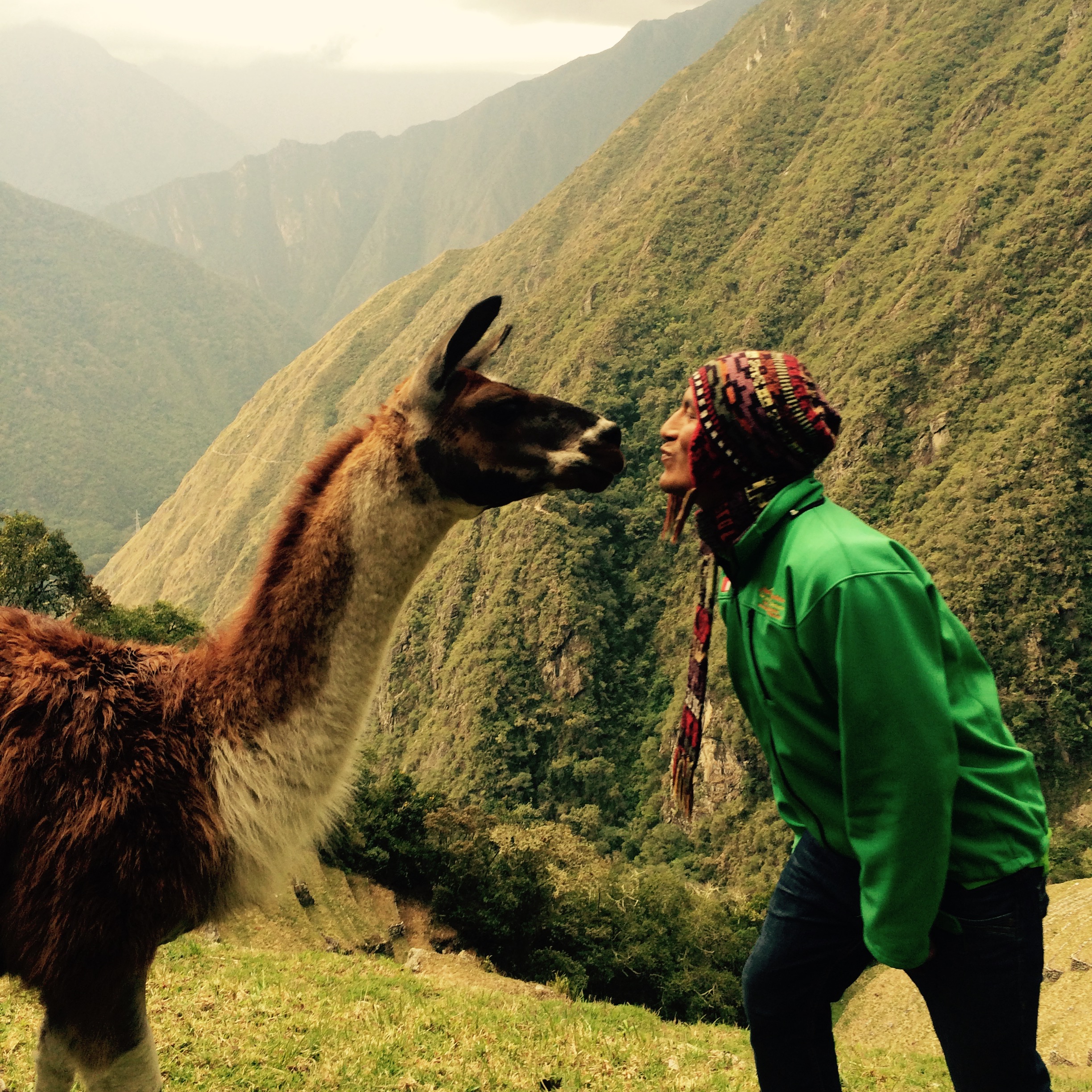 llamaatmachupicchu.JPG