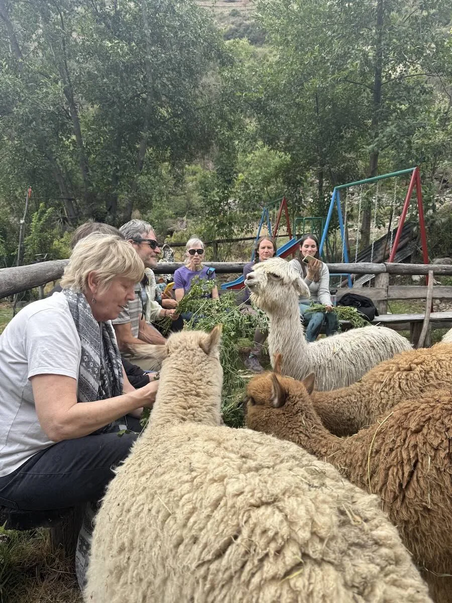 Feeding alpacas, Sacred Valley farm visit, Cusco, Peru.jpeg