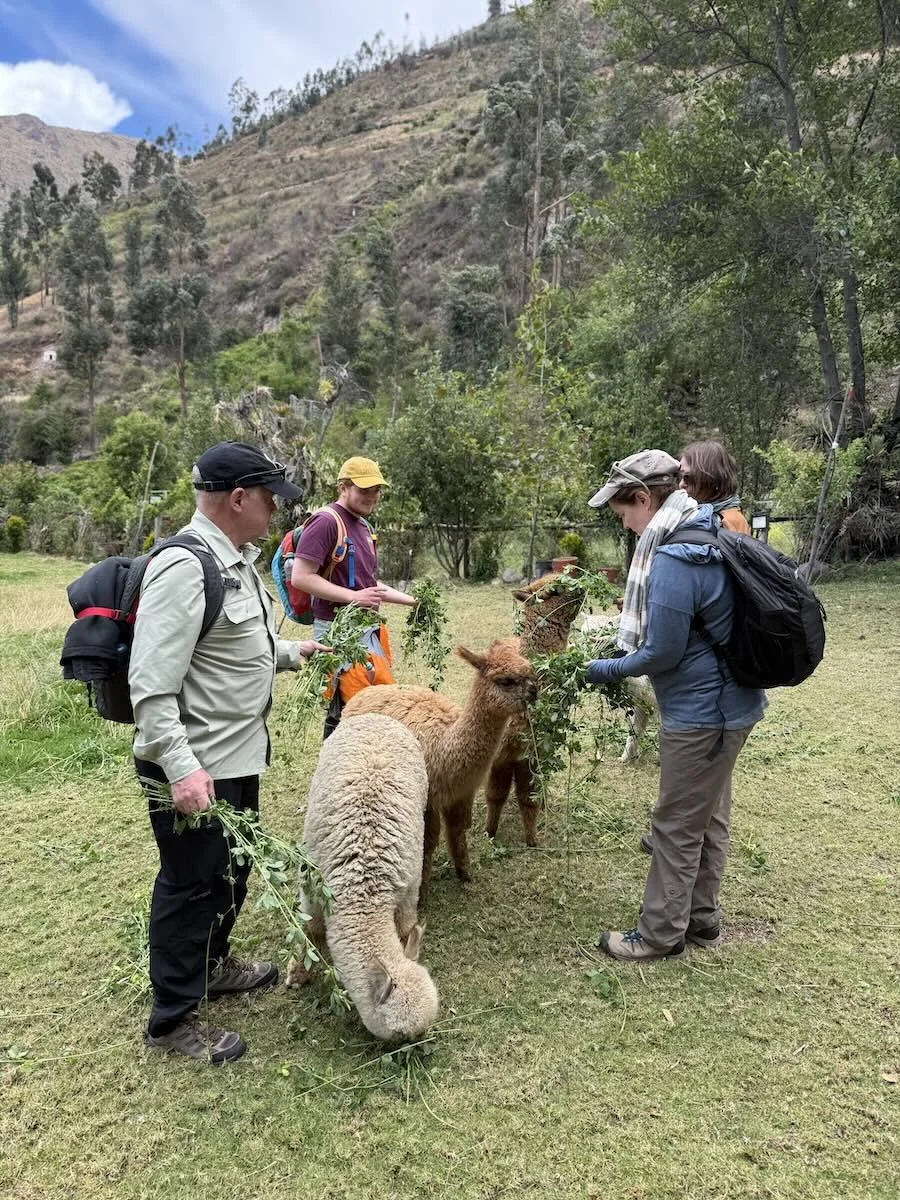 An image of people Feeding alpacas, Sacred Valley farm, Cusco, Peru.