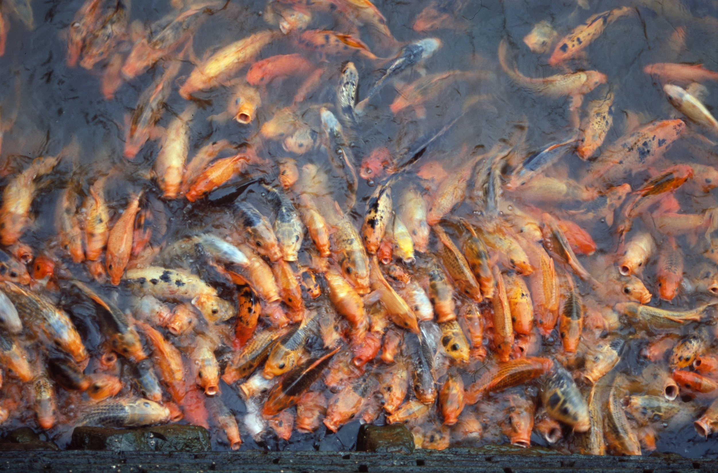 Fische