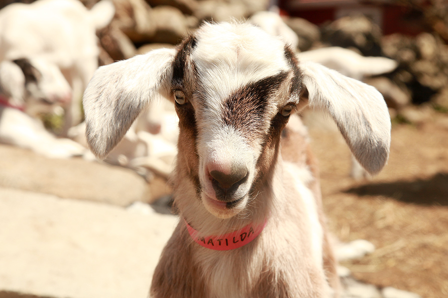 (Photos courtesy of Big Picture Farm)