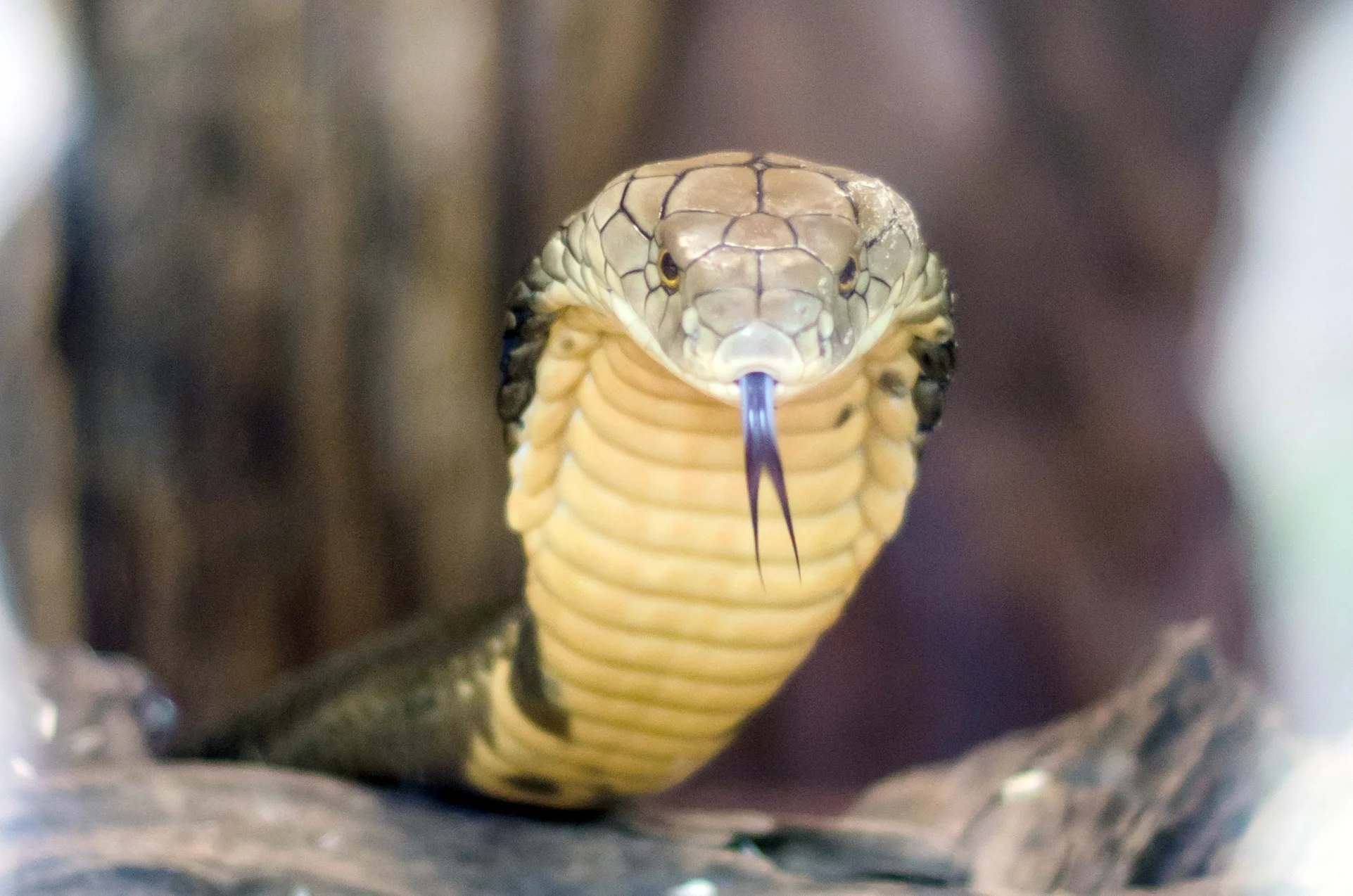 Edisto Serpentarium