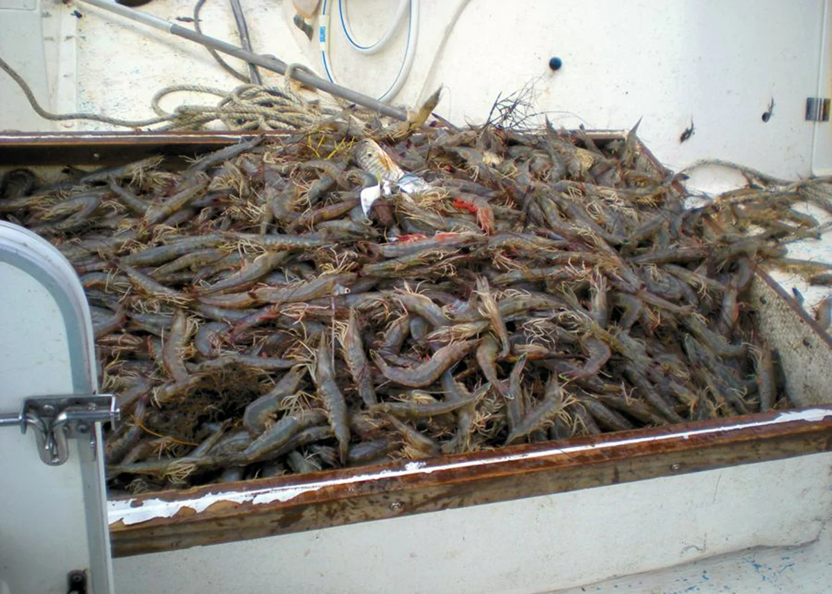 Explore Edisto Fishing Boating In Edisto Beach And Edisto Island Sc