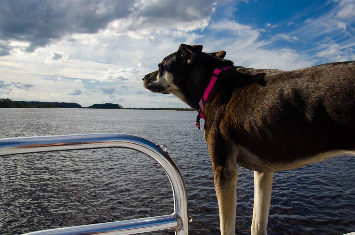 Little Foot the dog taking in the salty fresh air from the bow of the boat.
