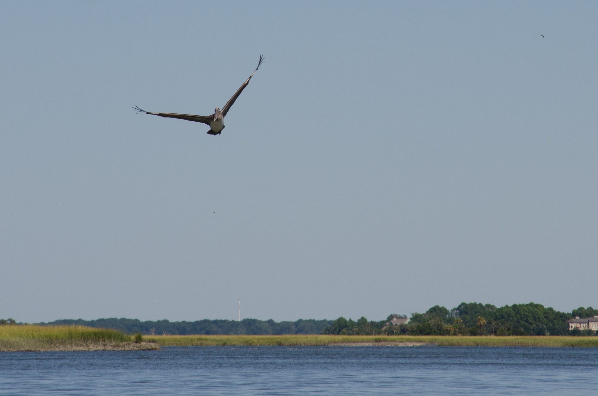 A bird flies overhead as we paddle.