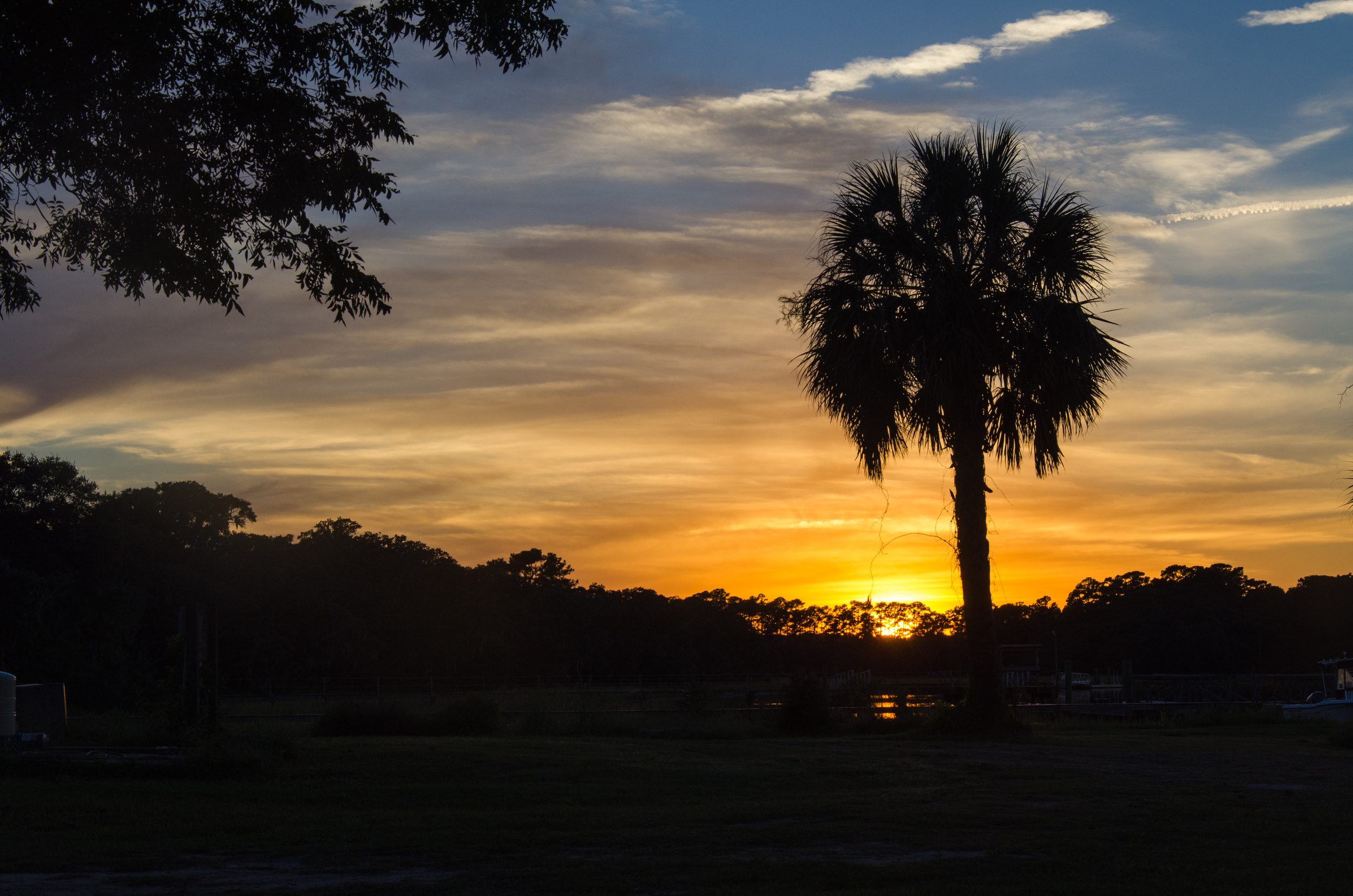 Gorgeous sunset and palmetto silhouette.