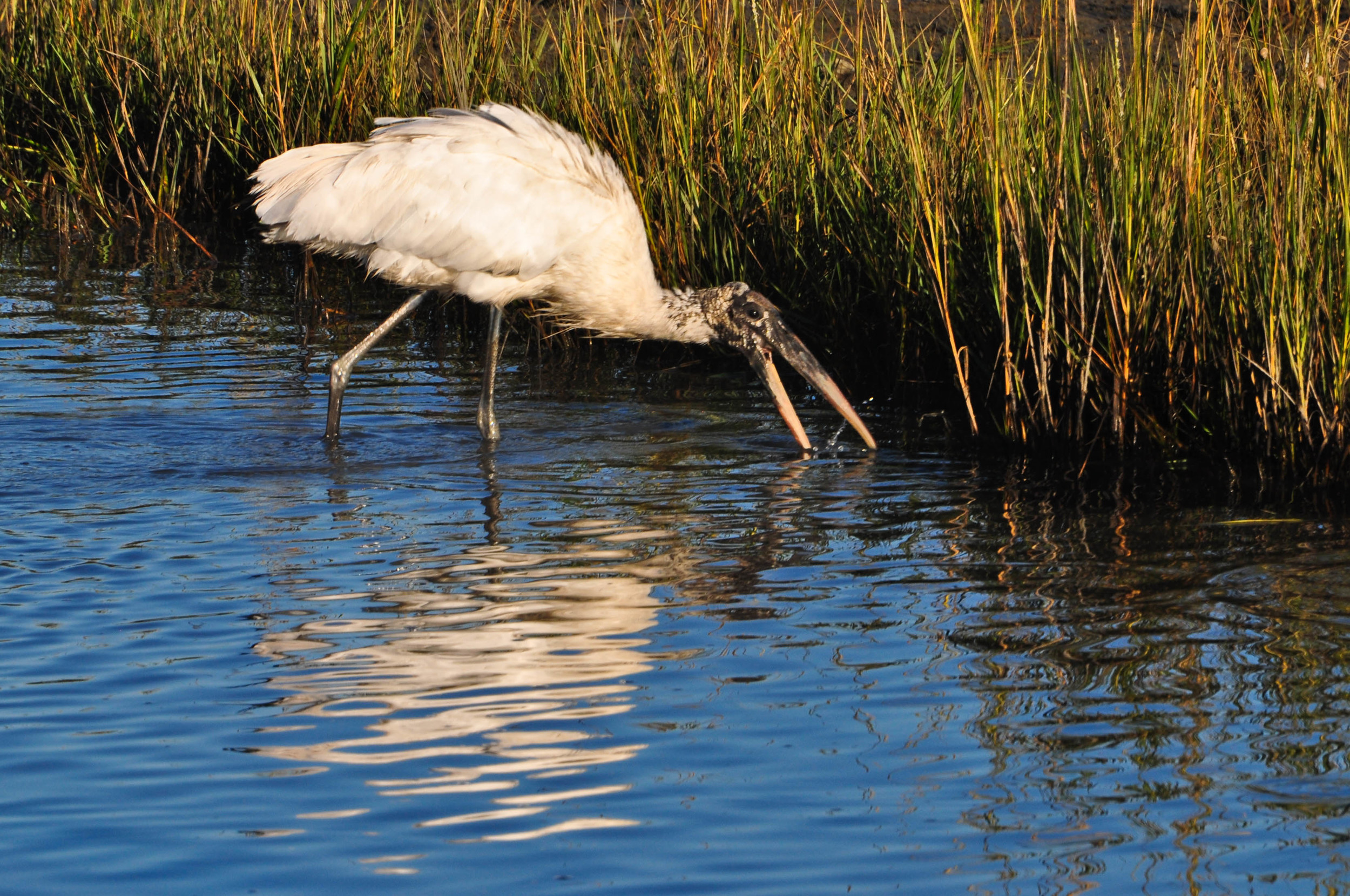 Bird catching dinner.
