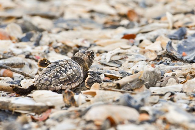 Loggerhead hatchling