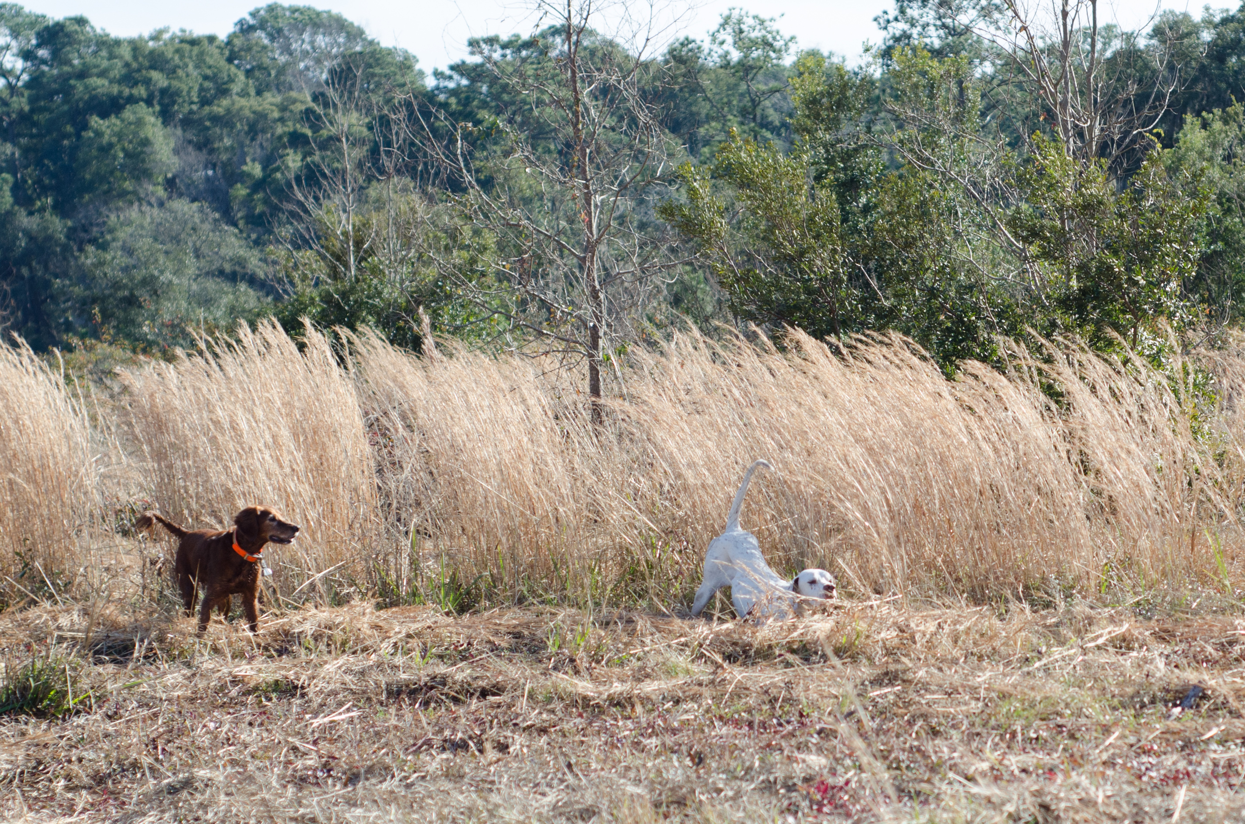 Bird dog on point.