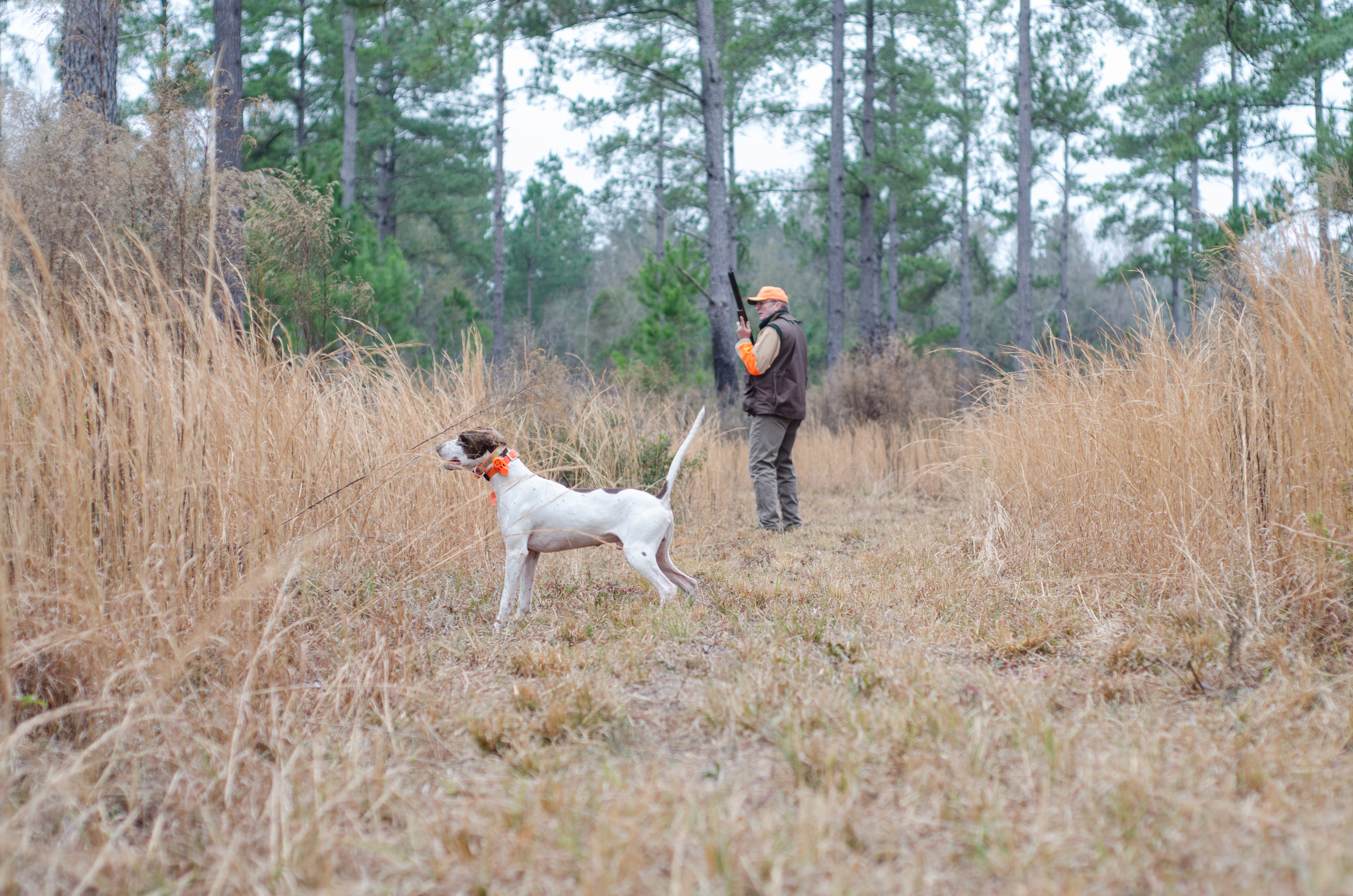 Bird dog thinks he’s caught a scent.
