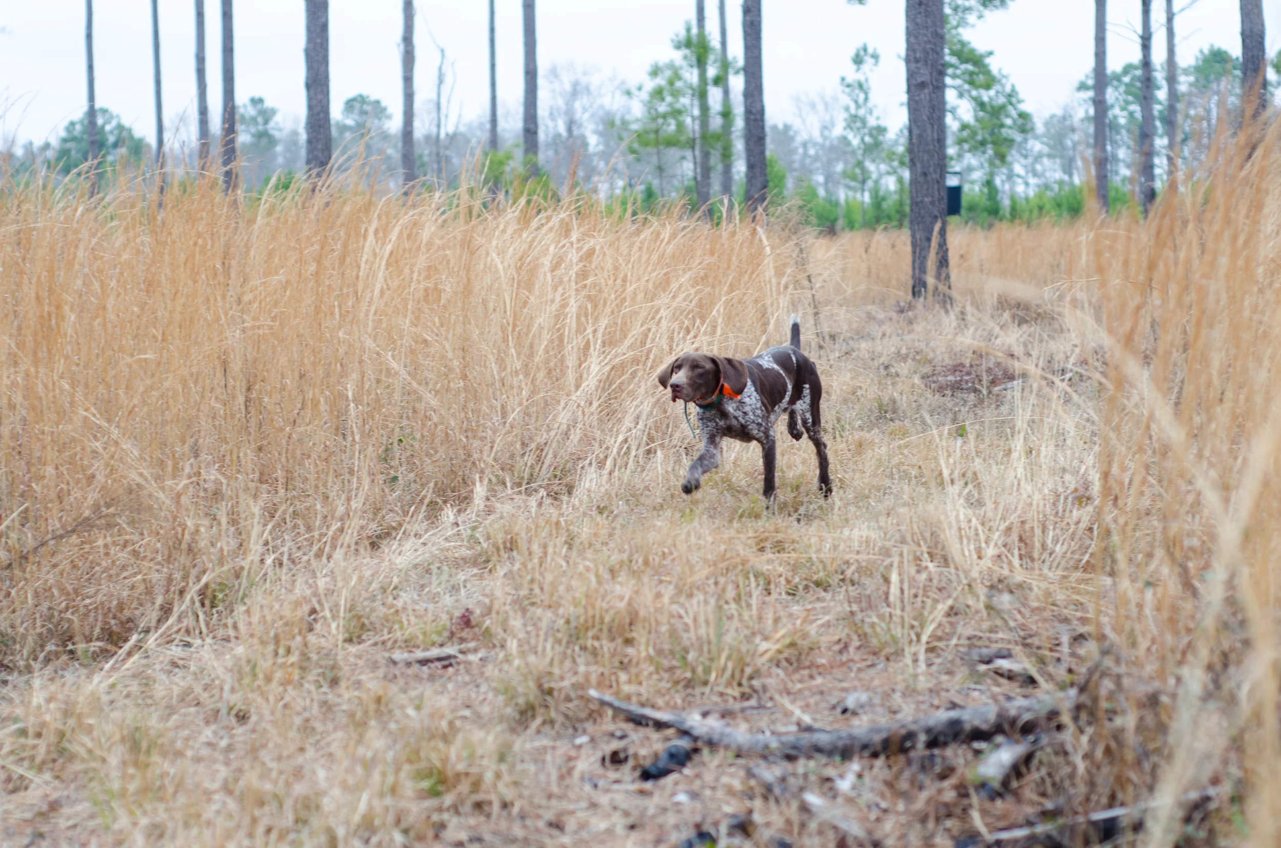 A bird dog following the scent.