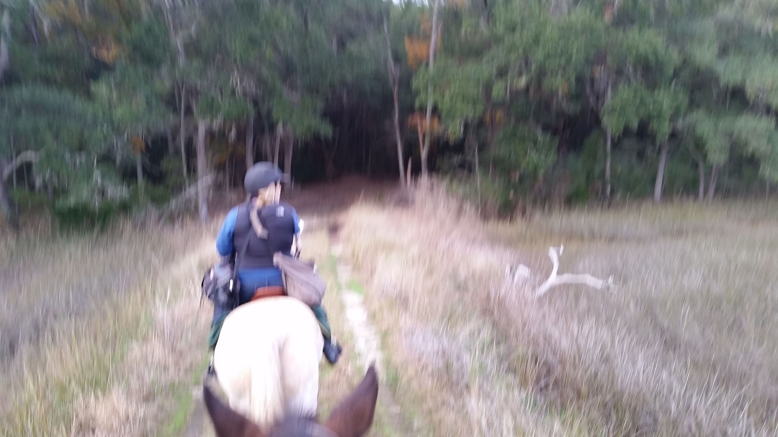 Blurry photo of horse, rider and trail.