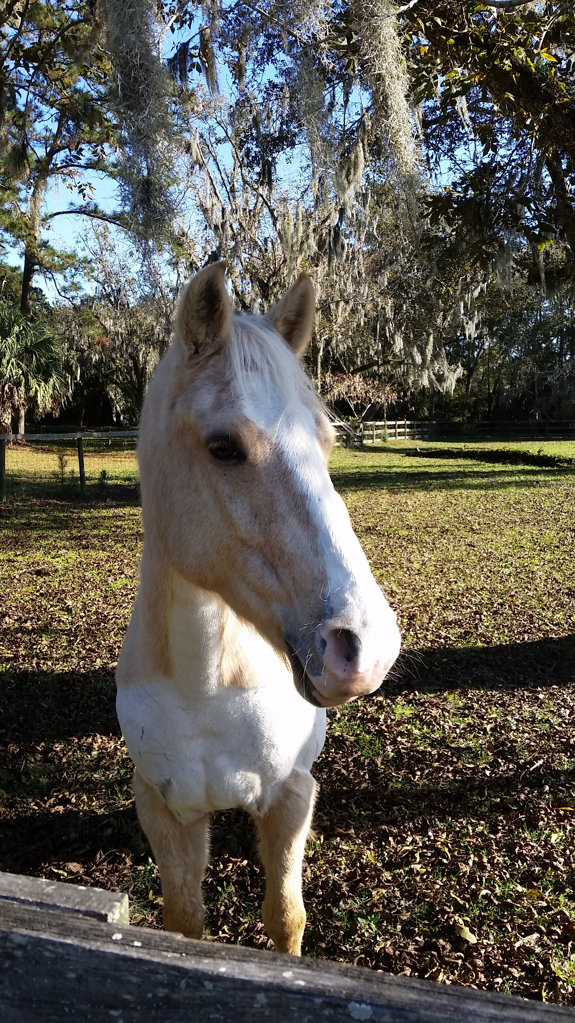 Jupiter the horse.