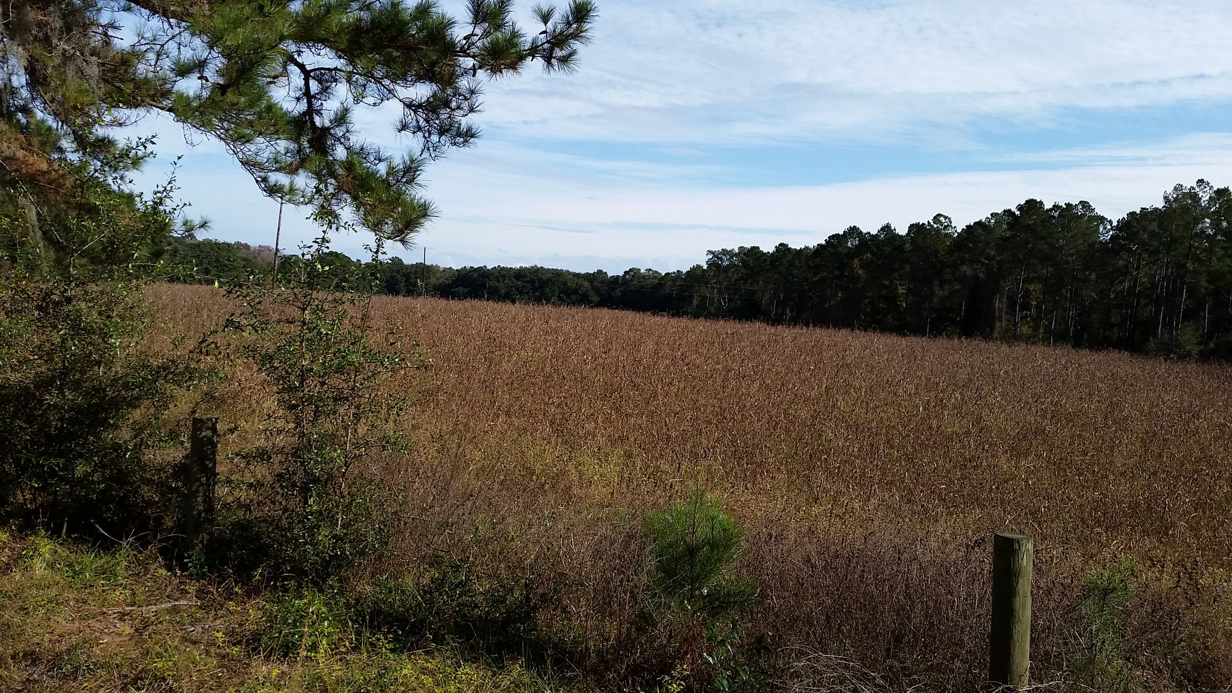 Field off of Jenkins Hill Rd.
