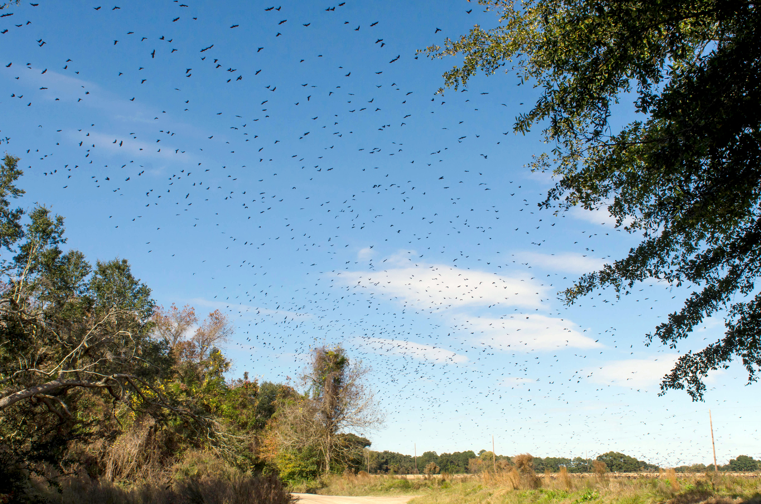 A murder of crows.