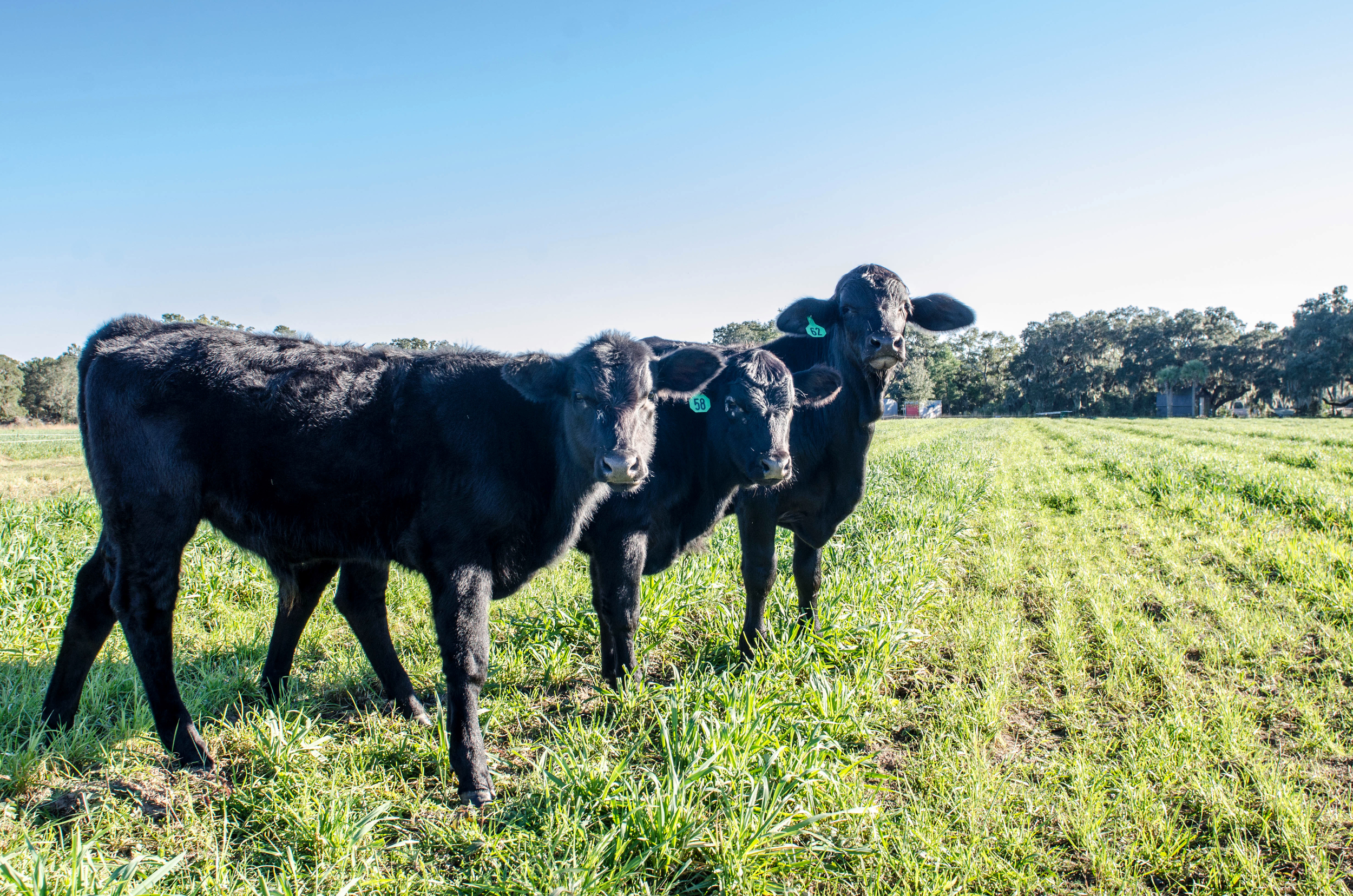Three black cows.