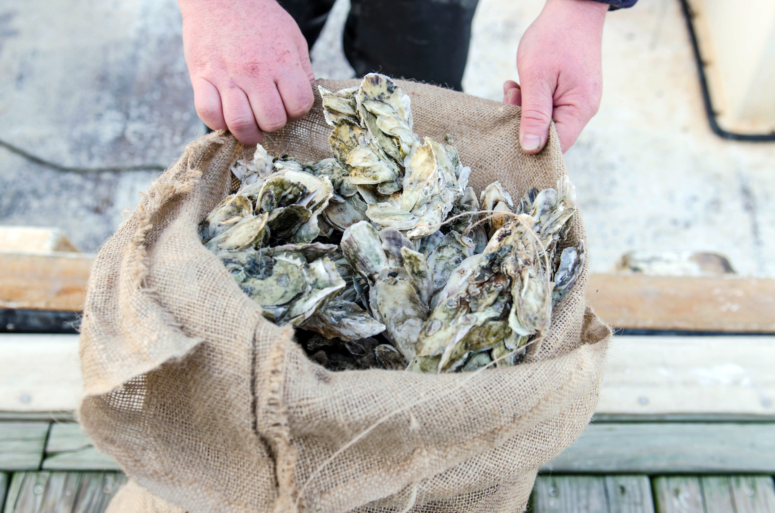 Freshly picked oysters in a burlap sack.