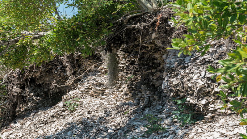 The Shell Midden or Spanish mount on Edisto Island, SC.