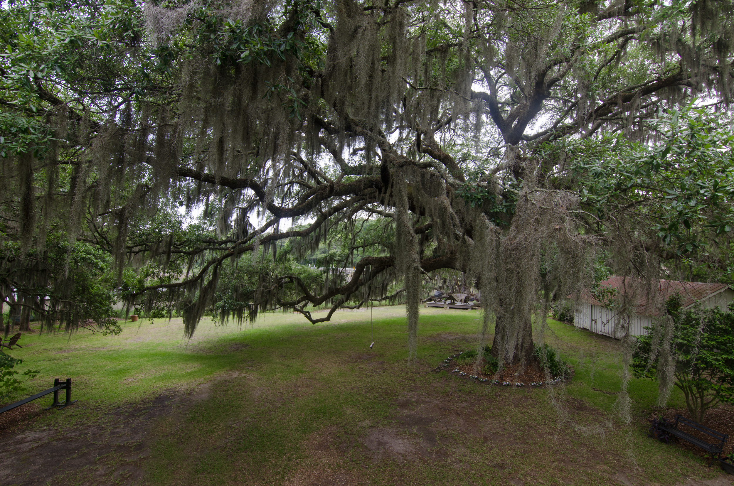 Massive live Oak situated in the backyard of the Bailey House.