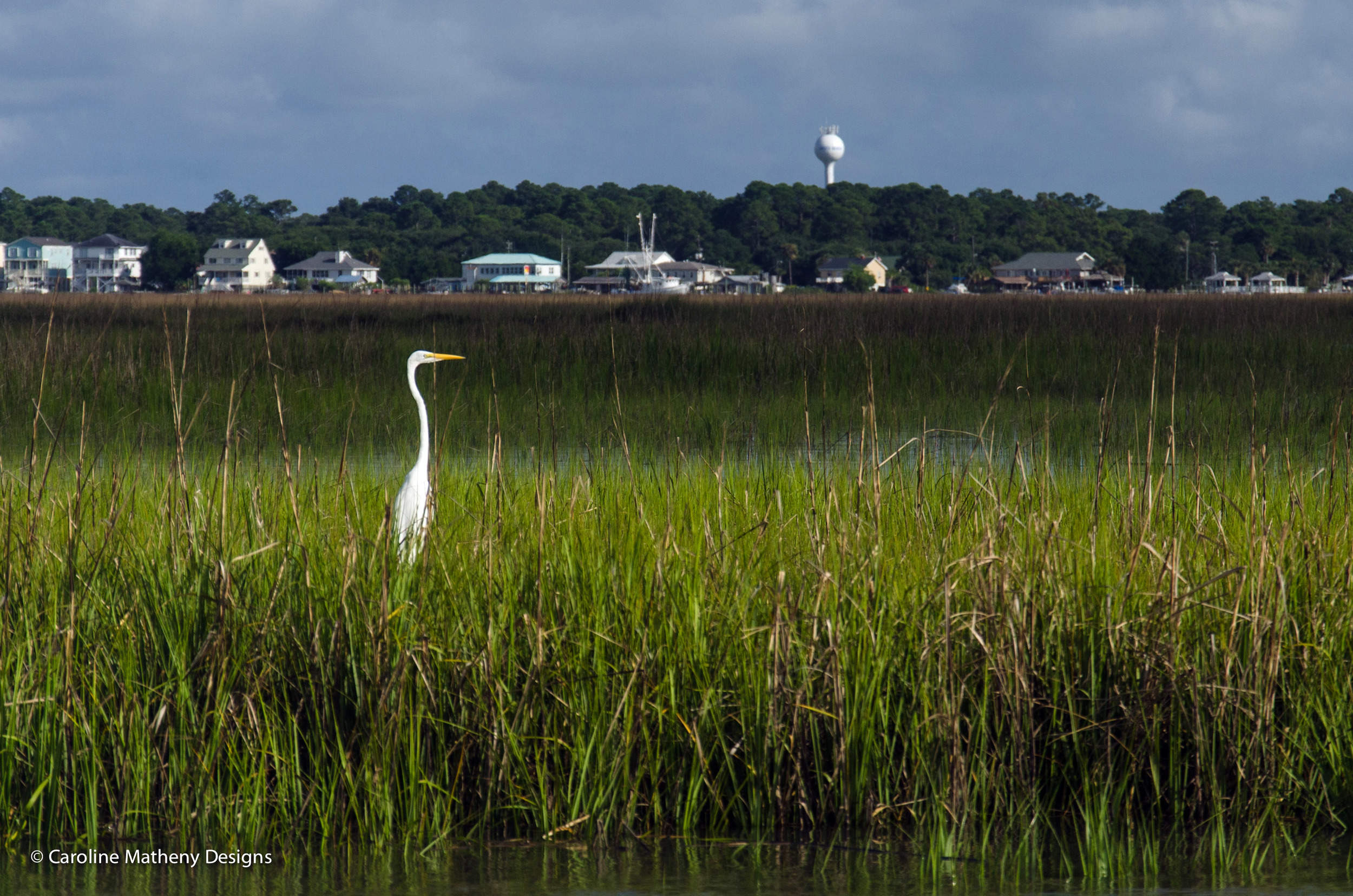 A stunning egret among the marsh grass in front of Edisto Beach, SC.