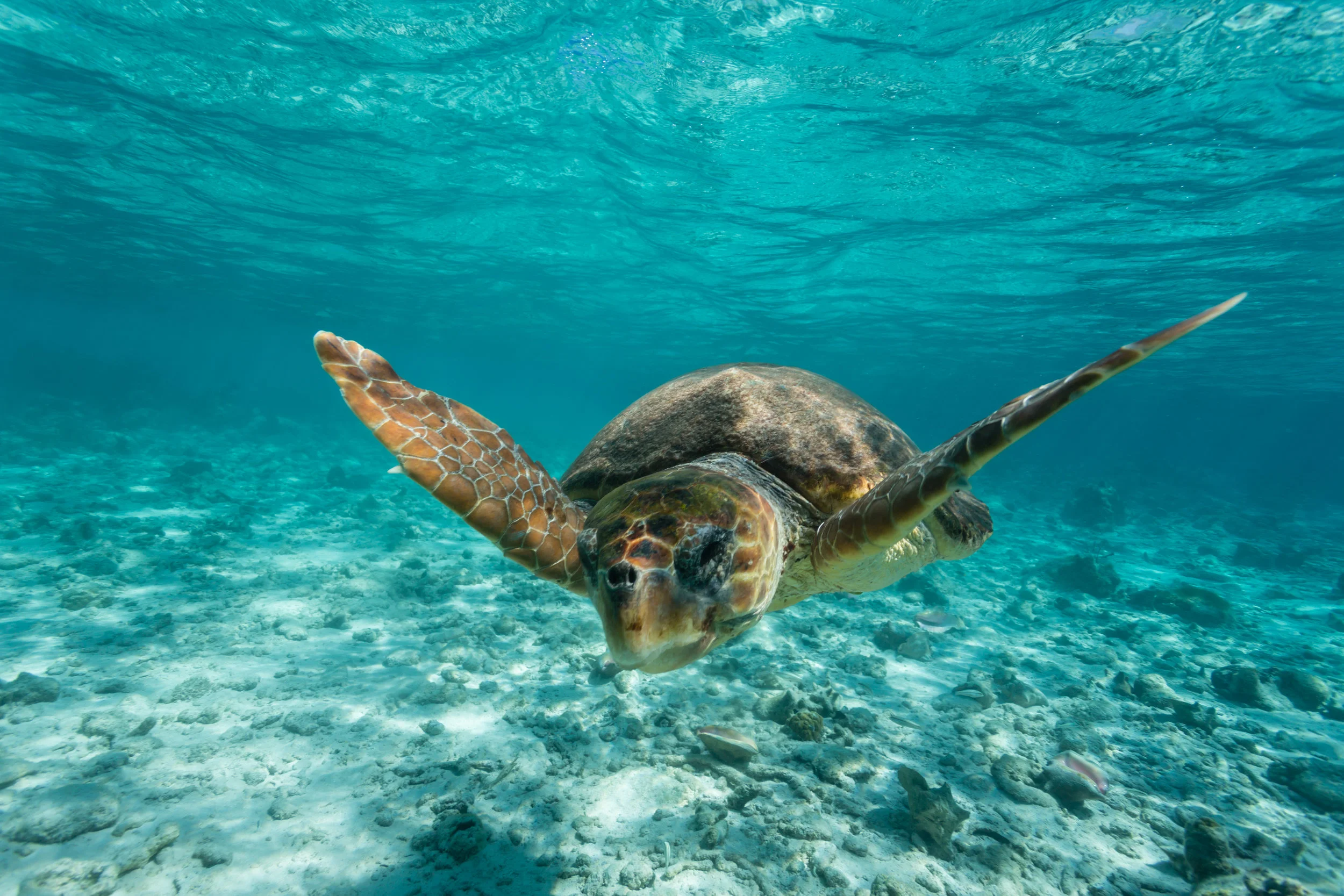 Loggerhead Sea Turtle.