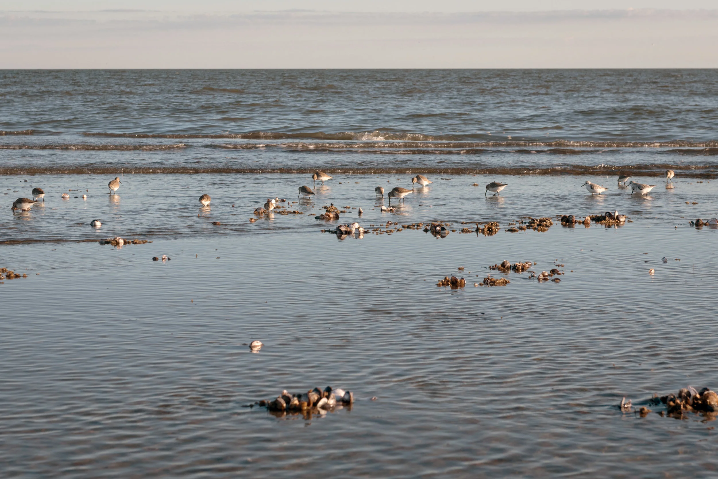 Sandpipers at Otter Island.
